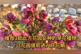 推荐3款适合北方花园的早花植物，让花园提前进入开花期视频封面