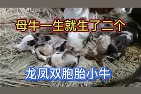 这母牛一生就生了两，一头小母牛和一头小公牛，龙凤胎呢！视频封面