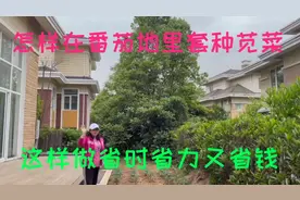 怎样在番茄地里套种苋菜？这样做省时省力又省钱！视频封面