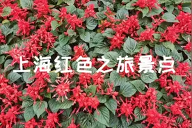 除了一大会址上海还有哪些红色旅游丶景色视频封面