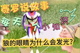 赛罗说故事，每天一个小知识，狼的眼睛在夜里为什么能聚光？