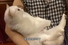 带小猫咪去做产检啦，给你们看看，猫咪怀孕产检应该怎么做视频封面