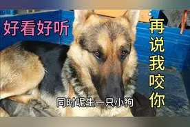 老人言一胎独狗不能养 农村最忌讳母狗生一只狗娃 您听过没有？