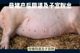母猪阴道及子宫脱出视频封面