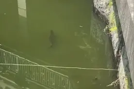 捕捉鳄雀鳝视频封面