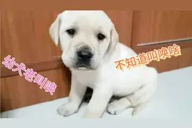 刚到家的拉不拉多幼犬，吃饱了老叫唤，不知道叫唤啥。视频封面