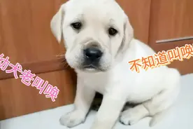 刚到家的拉不拉多幼犬，吃饱了老叫唤，不知道叫唤啥。视频封面