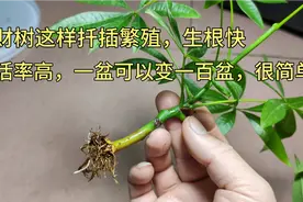 “发财树”这样扦插繁殖，生根快，成活率高，一盆可以变一百盆。视频封面