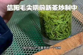 信阳毛尖明前新茶炒制中，出的茶叶太香太好喝了视频封面