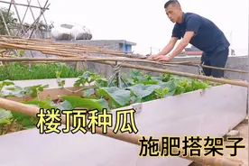 楼顶搭制种甜瓜牵引架，20根竹竿就能搭一个，一个人就能完成搭制视频封面