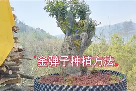 三哥毫无保留分享金弹子种植全套方法，新手朋友仅供参考视频封面