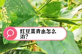 豆角叶片有白点是咋回事？原来是这种虫在作怪，要及早防治！视频封面