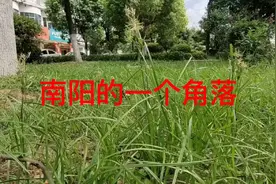 南阳出大事了，你一定要看完！视频封面