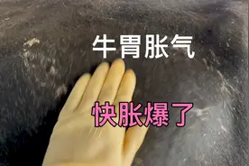 牛胃胀气胀的快爆炸了，发病原因治疗方案，治疗的效果，同步分享