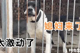 农村配狗过程，加纳利“相亲”韩国“媳妇”，看看一次能不能成功视频封面