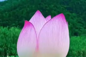 这里的风景好美，各种漂亮的荷花，看完让你心情愉悦，快来欣赏吧视频封面