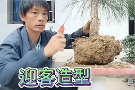 大叔真厉害，这棵迎客松造型漂亮，5年后能值5000元视频封面