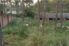 治疗羊常见脓包，小伙一招解决，其中细节很重要！视频封面