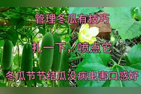 冬瓜想高产，这里扎一下，喷点东西，冬瓜节节结瓜没病虫害口感好视频封面
