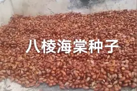 农民又到了收获季节，八棱海棠种子开始预定了视频封面