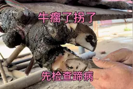 牛瘸了拐了，先检查蹄病，蹄病的检查与治疗，分享经验视频封面