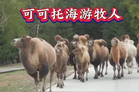 秋天可可托海游牧人开始大迁移马背上的民族哈萨克勇敢的自由人。视频封面