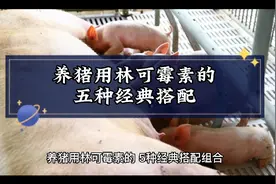养猪用林可霉素5种经典搭配组合，解决养猪的大问题视频封面