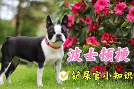 与法斗容貌相似度99%，漂亮国绅士波士顿梗将成为未来小型犬一哥视频封面