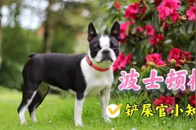 与法斗容貌相似度99%，漂亮国绅士波士顿梗将成为未来小型犬一哥视频封面