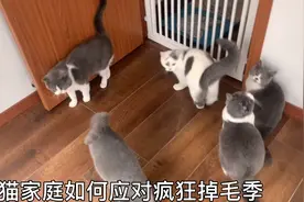 多猫家庭如何应对疯狂掉毛季，这样做再也不怕猫毛满天飞啦视频封面