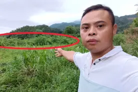 三华李，15元一斤，打工人吃不起，农民卖不出，为什么视频封面