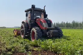 现代化花生收割机，一个小时十几亩地，中国农业离不开大型机械视频封面