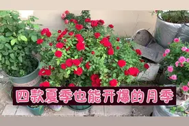 介绍4款一年四季都可以开爆省心好养的月季，新手再也不怕不开花视频封面