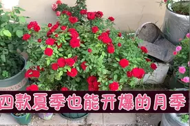 介绍4款一年四季都可以开爆省心好养的月季，新手再也不怕不开花视频封面