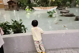 一只可爱的小鸭子嘎嘎嘎嘎嘎视频封面
