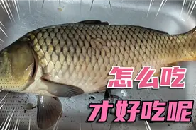 江边钓的野生大鲤鱼怎么吃给我难住了，煎炒烹炸样样稀松决定生吃视频封面