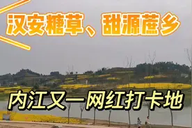 四川内江： 甜城波哥分享汉安糖草 甜源蔗乡内江又一网红打卡地视频封面