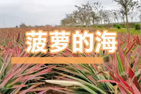 湛江徐闻菠萝上热搜，菠萝的海迎采摘小高峰，香气十足，味美多汁视频封面
