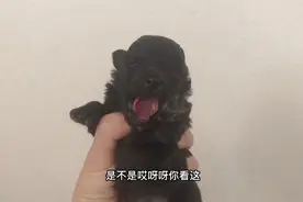 灰泰迪第一次睁眼，见到主人瞬间激动的吐舌头卖萌，简直太可爱了视频封面