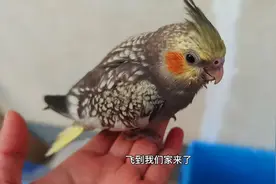 送给别人的小鹦鹉一周后竟然自己跑回来了，这也太神奇了！