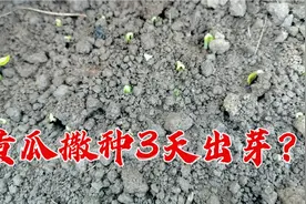谁说黄瓜难出芽？试试这种方法实用，不催芽撒种3天出芽，学学吧视频封面