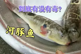 河豚鱼到底有没有毒？贪吃的后果进医院后悔莫及视频封面