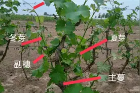 葡萄树各部位的名称您都懂吗？它们都有什么功能？三分钟全学会视频封面