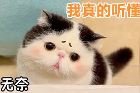 怎样让猫咪听懂人话？主人只用一招，真的百试百灵！视频封面