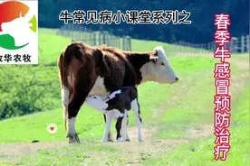 牧华小课堂：牛感冒的预防和治疗方法视频封面
