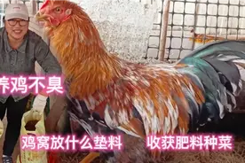 楼顶懒人养鸡法，放这些垫料养鸡不用清理鸡粪还不臭，省钱又省事视频封面