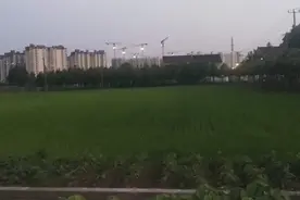 上海市青浦区华新镇离市区虹桥机场火车站最近的一片水稻田。