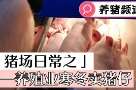 猪场今天卖猪仔，今年养殖行业打击太大，一个猪仔300－400元！视频封面