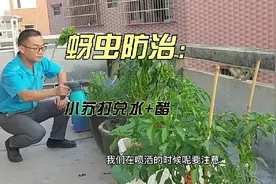 夏季蚜虫防治方法:食用小苏打兑水+醋喷洒叶面，配方在评论区。