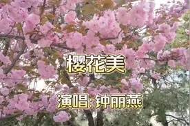 樱花飞舞漫天飞，万朵樱花扑面来。视频封面